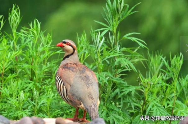 石鸡青蛙图片图片