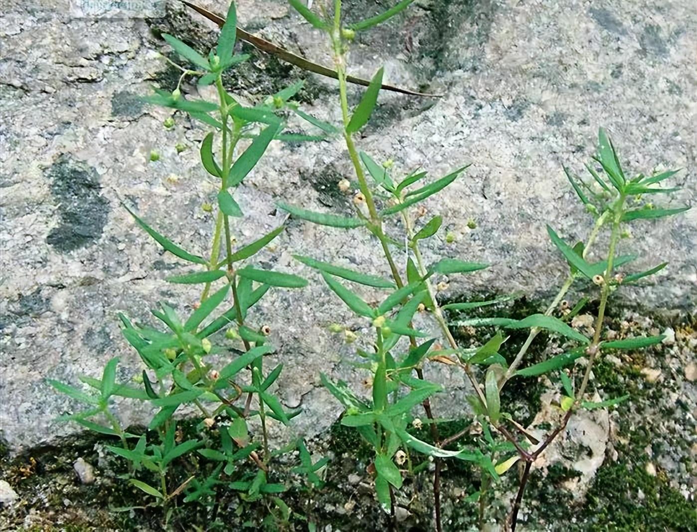 白花蛇草禁忌图片