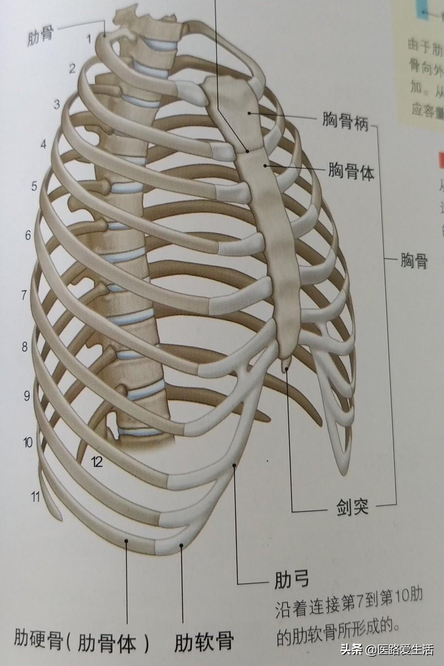 肋骨骨折解剖图图片