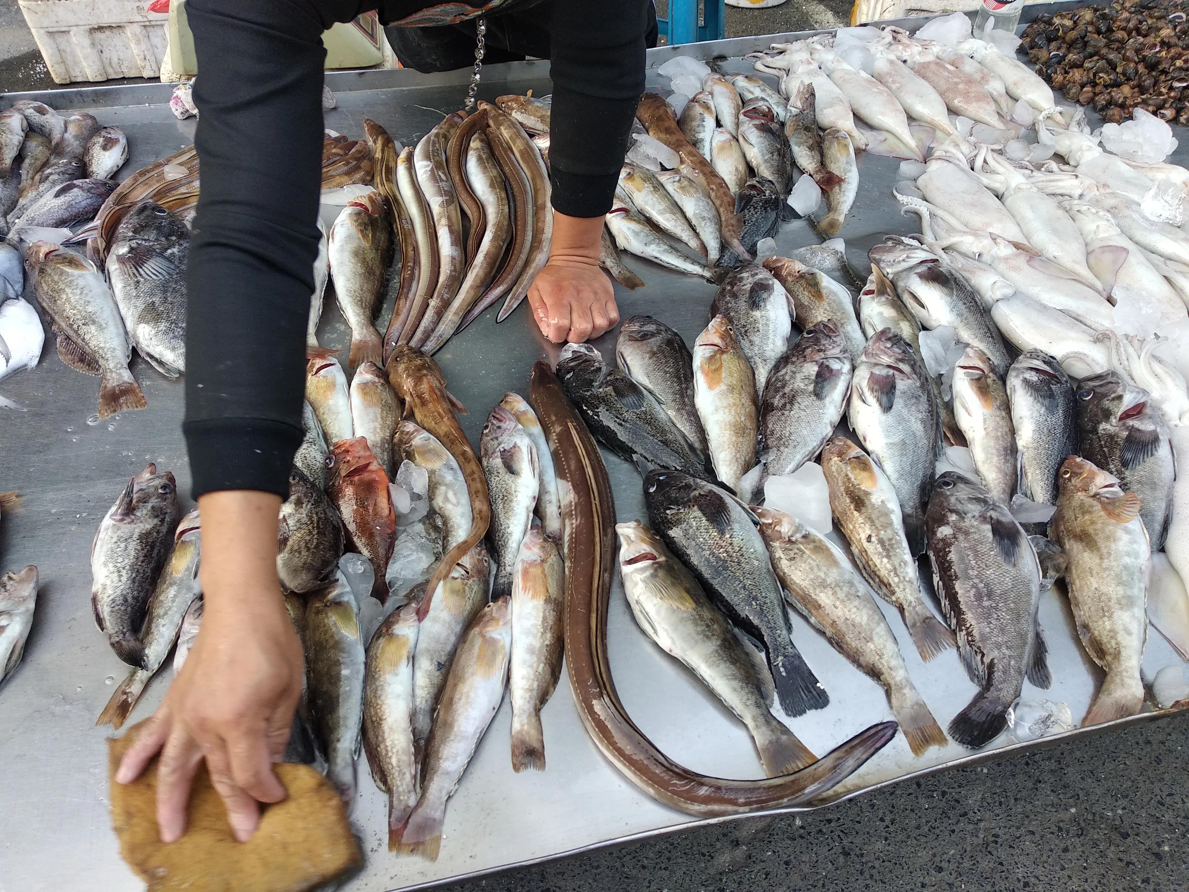 常见食用鱼 海鱼图片